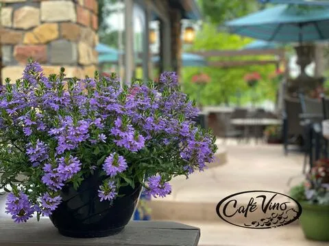 Cafe Vino — European restaurant in Fort Collins