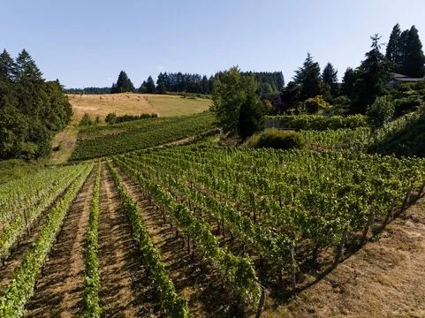 Proteus Wines — Wine Tasting restaurant in Newberg