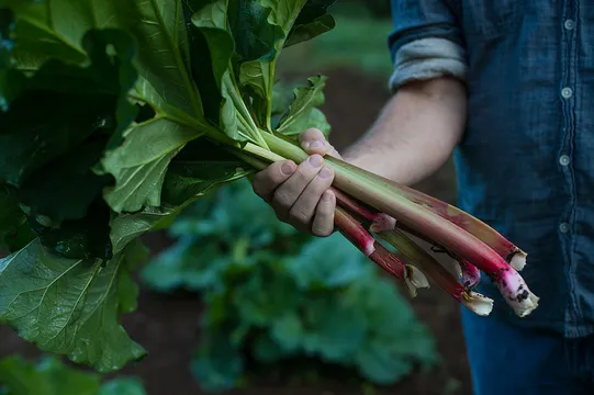 Rhubarb — Local restaurant in Asheville